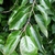Shoot bearing alternate, ovate leaves with entire margins.