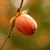 Single fruit, orange with prominent calyx & persistent style.