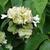 leaves and flowers