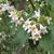 leaves and flowers