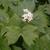 leaves and flowers