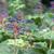 leaves and berries