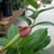 medium pink 5-lobed trumpet shaped flower.