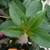 green leaves