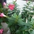 medium pink 5-lobed trumpet shaped flower.