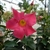 medium pink 5-lobed trumpet shaped flower.