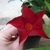 Dark red 5-lobed trumpet shaped flower.