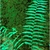 frond. once pinnate.