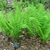 newly emerged fronds; light green.