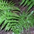 Compound fern leaf with several leaflets