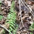 frond. once pinnate.