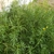 Form