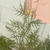 Form