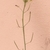 Stem