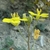 Side view of flower
