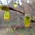 leaves and flowers
