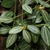Green leaves with white stripes and small yellowish flowers