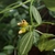 Flower detail of small tubular flower and green striped leaves