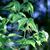 Disporum spp.