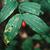 Disporum spp.