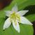 Disporum smilacinum Flower and leaves