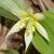 Disporum smilacinum Flower and leaves