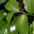 Disporum smilacinum leaves
