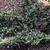Spring form low growing hedge