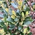 New Spring leaves coppery red
