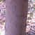 Bark