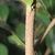 Stem