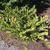 Distylium racemosum