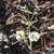 Dittrichia graveolens