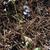 Dittrichia graveolens