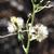 Dittrichia graveolens