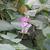 leaves and flowers