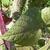 leaves and stems