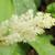 Smilacina racemosa