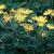 Doronicum spp.