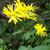 leaves and flowers