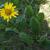 Flower and leaves