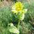 Flower and leaves