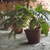 Plant with green leaves in a container