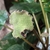 Irregular shaped greenish inflorescence