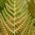 Pteridium aquilinum