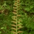 Back of leaf showing brown contiguous masses of sori