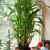 Multiple stems growing from a bundle of canes in a pot.