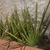 Mature plants, forming fans of cylindrical leaves, in a bed.