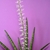 Potted fan of leaves & erect spike of white flowers.