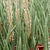 Potted plants, some producing erect spikes of white flowers